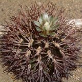 Gymnocalycium schickendantzii  JL sp. large.jpg